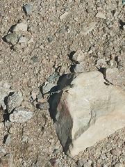 Callisaurus draconoides