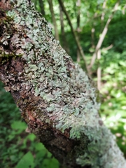 Parmelina tiliacea