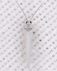 Coniopteryginae