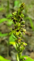 Platanthera flava flava