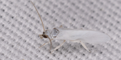 Coniopteryginae
