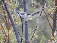 Lanius borealis