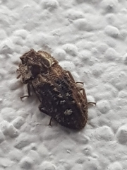 Tarphius