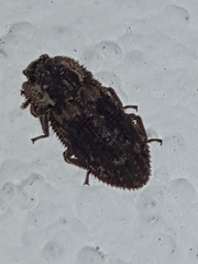 Tarphius