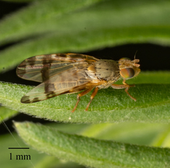 Sphenella marginata