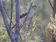 Lanius borealis