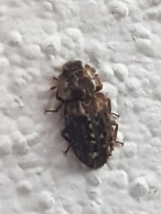 Tarphius