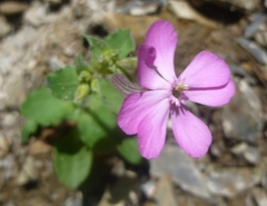 Silene pseudoatocion