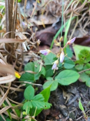 Desmodium ochroleucum