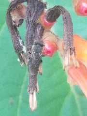 Nannotrigona perilampoides