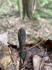 Xylaria longipes