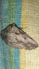 Lepidoptera