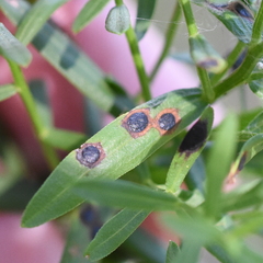Asteromyia euthamiae