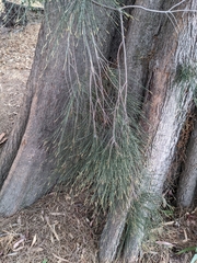 Casuarina glauca