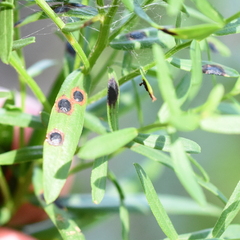 Asteromyia euthamiae