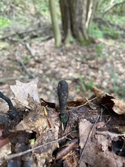 Xylaria longipes