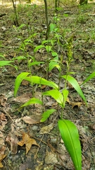 Platanthera flava flava