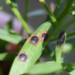 Asteromyia euthamiae