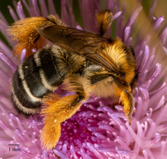 Dasypoda hirtipes