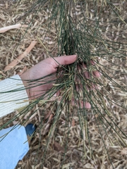 Casuarina glauca