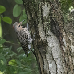 Colaptes auratus luteus