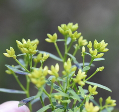 Euthamia leptocephala