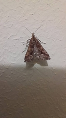 Diasemia monostigma