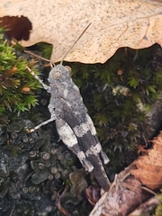 Oedipoda