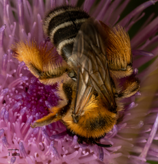 Dasypoda hirtipes