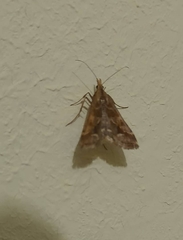 Diasemia monostigma
