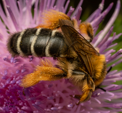 Dasypoda hirtipes