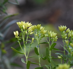 Euthamia leptocephala