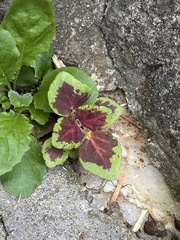 Coleus scutellarioides