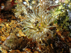 Aulactinia verrucosa