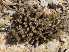 Plantago subulata