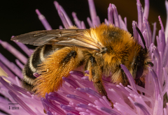 Dasypoda hirtipes