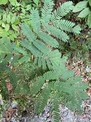 Albizia julibrissin