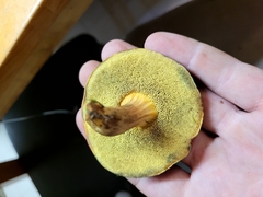 Hortiboletus campestris