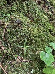 Aulacomnium androgynum