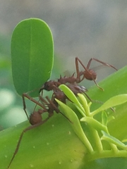 Acromyrmex