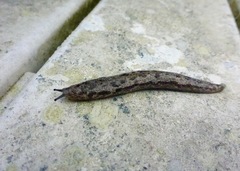 Megapallifera mutabilis