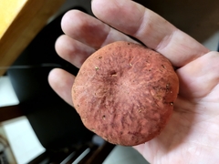 Hortiboletus campestris