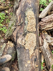 Trametes versicolor