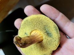 Hortiboletus campestris