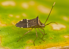 Cletomorpha benita