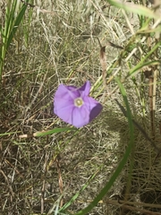 Ipomoea ternifolia leptotoma