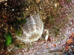 Aulactinia verrucosa