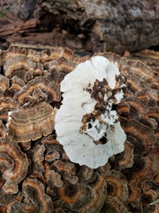 Trametes versicolor