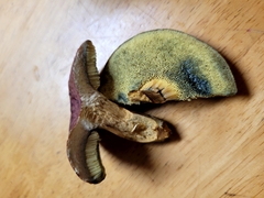 Hortiboletus campestris