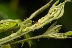 Aphis